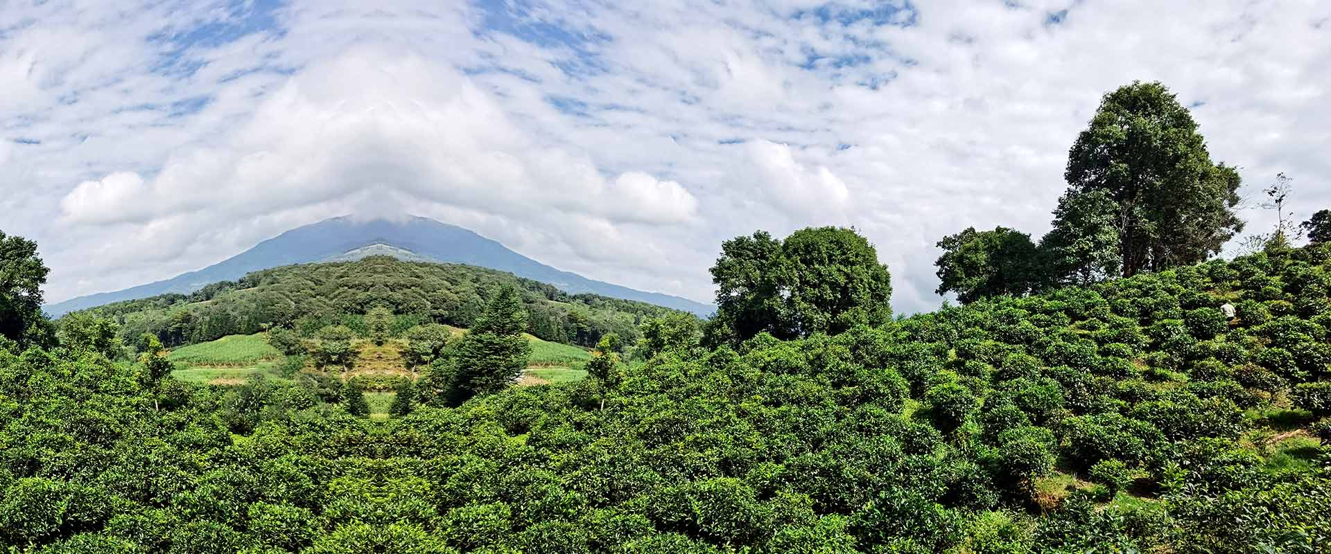 規模制造匠心品質-中山凌宇鼓風熱干燥機